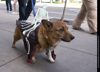 Tour de Corgi - Tour #1