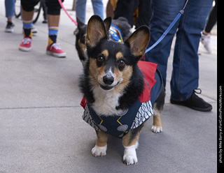 Tour de Corgi - Tour #1
