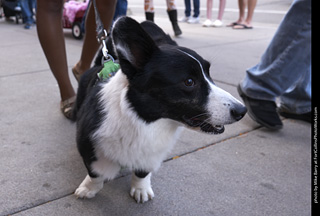 Tour de Corgi - Tour #1