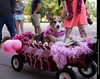 Tour de Corgi - Tour #1