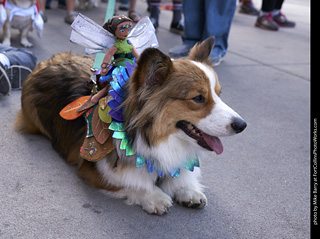 Tour de Corgi - Tour #2