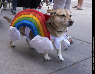 Tour de Corgi - Tour #2