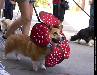 Tour de Corgi - Tour #2