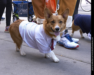 Tour de Corgi - Tour #2