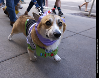 Tour de Corgi - Tour #2