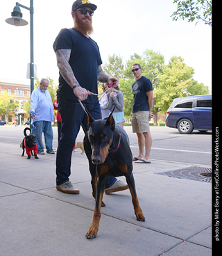 Tour de Corgi - Tour #2