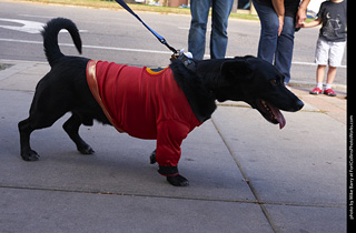 Tour de Corgi - Tour #2