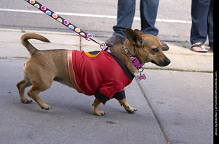 Tour de Corgi - Tour #2