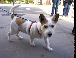 Tour de Corgi - Tour #2