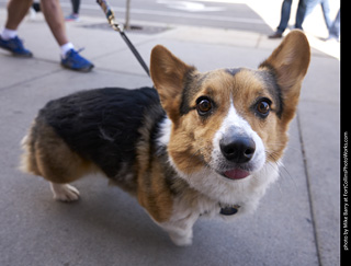 Tour de Corgi - Tour #2