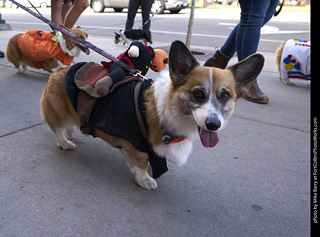 Tour de Corgi - Tour #2