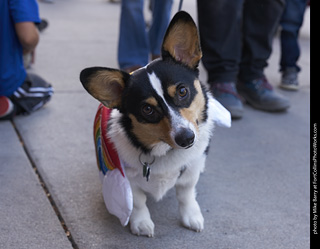 Tour de Corgi - Tour #2