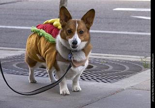 Tour de Corgi - Tour #2