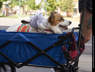 Tour de Corgi - Tour #2