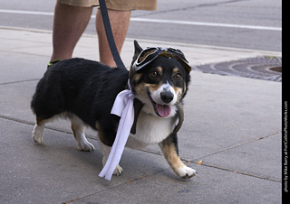 Tour de Corgi - Tour #2