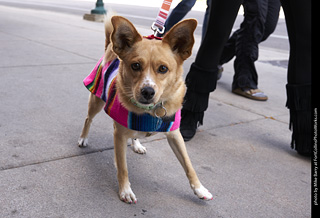 Tour de Corgi - Tour #2