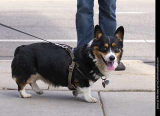 Tour de Corgi - Tour #2