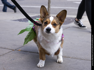 Tour de Corgi - Tour #2