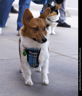 Tour de Corgi - Tour #2