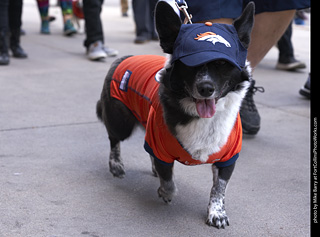 Tour de Corgi - Tour #2