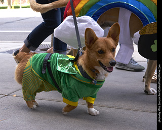 Tour de Corgi - Tour #2