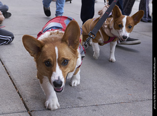 Tour de Corgi - Tour #2