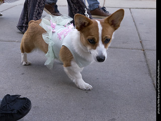 Tour de Corgi - Tour #2