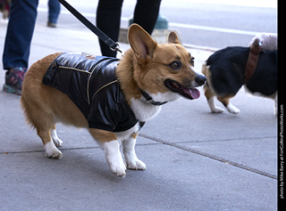 Tour de Corgi - Tour #2