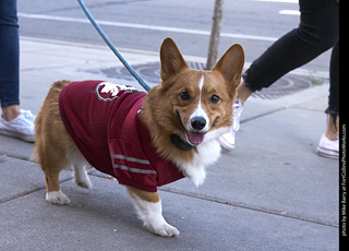 Tour de Corgi - Tour #2