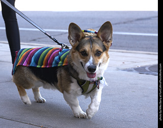 Tour de Corgi - Tour #2