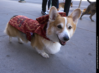 Tour de Corgi - Tour #2