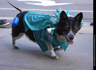 Tour de Corgi - Tour #2