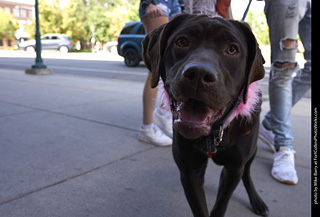 Tour de Corgi - Tour #2
