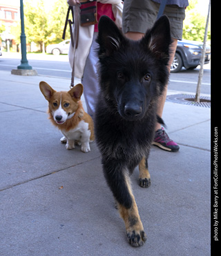 Tour de Corgi - Tour #2