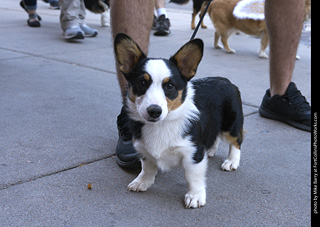 Tour de Corgi - Tour #2