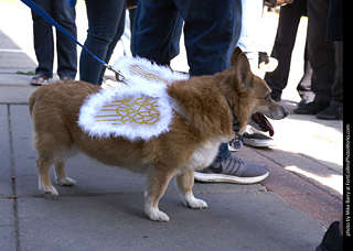 Tour de Corgi - Tour #2