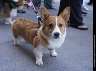 Tour de Corgi - Tour #2