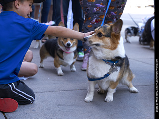 Tour de Corgi - Tour #2