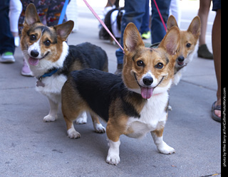 Tour de Corgi - Tour #2