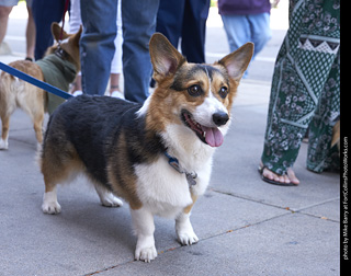 Tour de Corgi - Tour #2