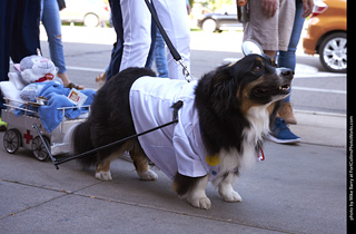 Tour de Corgi - Tour #2