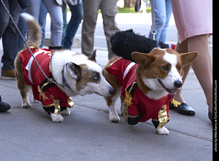 Tour de Corgi - Tour #3
