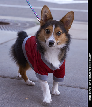 Tour de Corgi - Tour #3