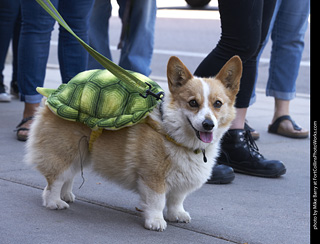 Tour de Corgi - Tour #3
