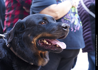 Tour de Corgi - Tour #3