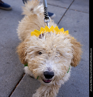 Tour de Corgi - Tour #3
