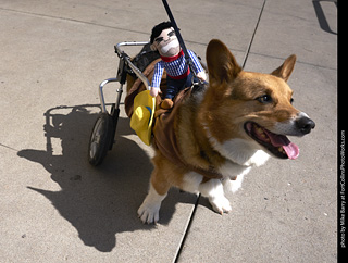 Tour de Corgi - Tour #3