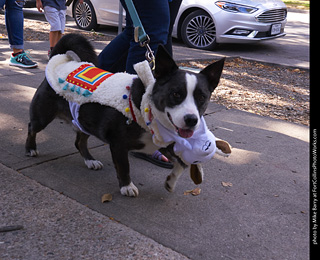 Tour de Corgi - Tour #3