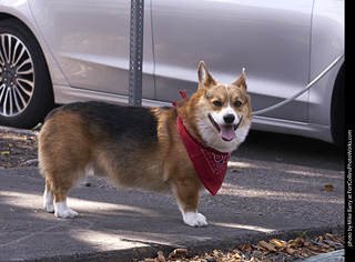 Tour de Corgi - Tour #3
