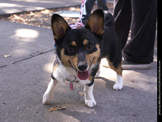 Tour de Corgi - Tour #3